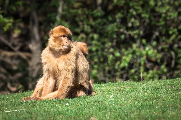 Closeup of barbary macaque monkey in Gibraltar — Stock Photo, Image