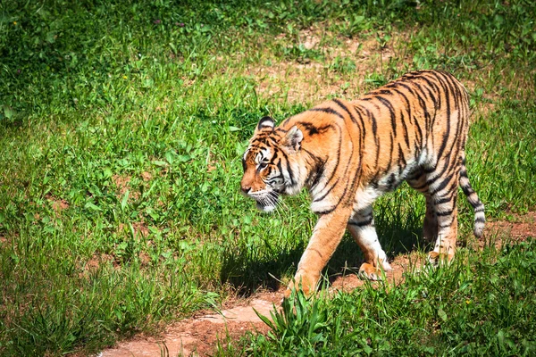 Amur Tigers em um geass no dia de verão — Fotografia de Stock