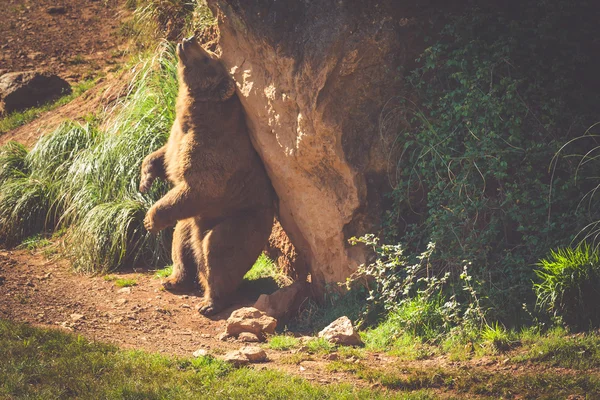 North American Grizzly Bear på sunrise i västra Usa — Stockfoto
