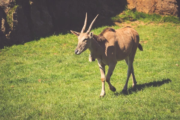 Capra nel prato. Mandria caprina — Foto Stock