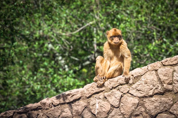 Berberi şebeği maymun Cebelitarık closeup — Stok fotoğraf