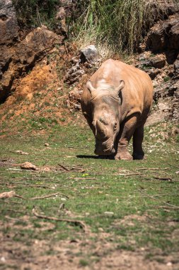 Rhinoceros, Lake Nakuru National Park, Kenya, Ceratotherium  clipart