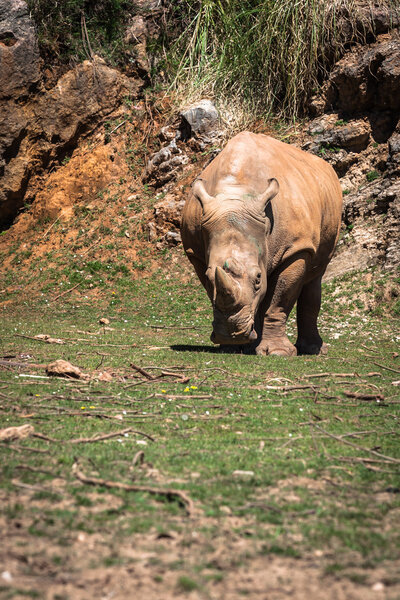 Rhinoceros, Lake Nakuru National Park, Kenya, Ceratotherium 