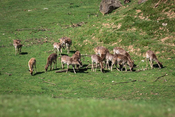A summertime view of a herd of fallow deers (Dama dama) on the g — Stock Photo, Image