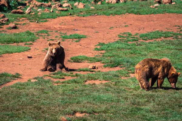 Ursos rebanho na natureza — Fotografia de Stock