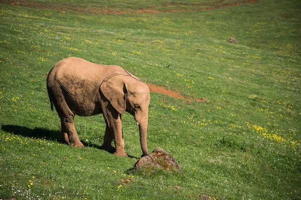 Éléphant d'Afrique dans la savane — Photo