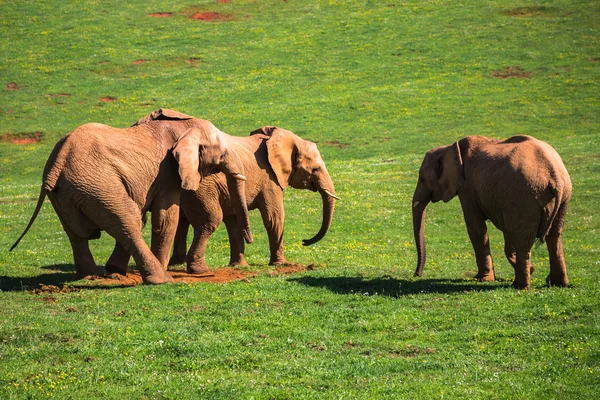 Familia de elefantes en sabana africana. Safari en Amboseli, Kenia , — Foto de Stock