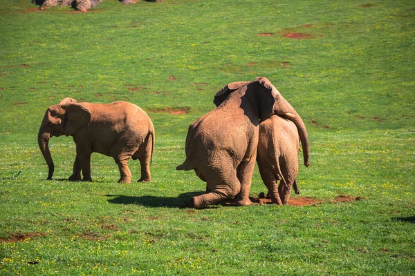 Familia de elefantes en sabana africana. Safari en Amboseli, Kenia , — Foto de Stock