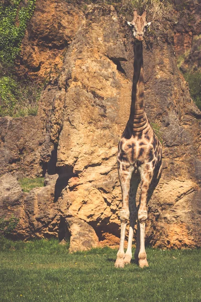 Giraffe eten op safari wild schijf — Stockfoto