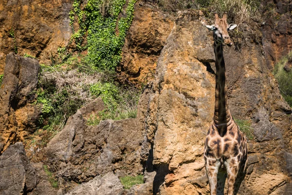 Comer girafa em safari wild drive — Fotografia de Stock