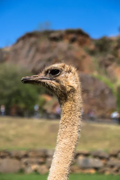 Avestruz africana curiosa andando no paddock na avestruz fa — Fotografia de Stock