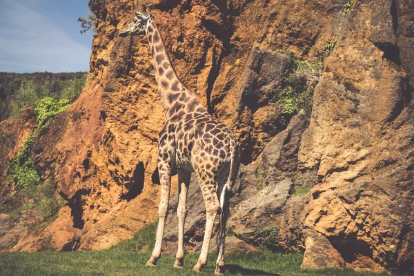 Comer girafa em safari wild drive — Fotografia de Stock