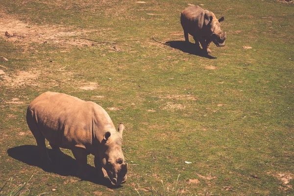 Rinoceroses africanas (Diceros bicornis minor) na Masai Mara — Fotografia de Stock