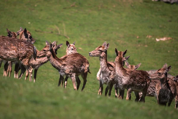 A summertime view of a herd of fallow deers (Dama dama) on the g — Stock Photo, Image