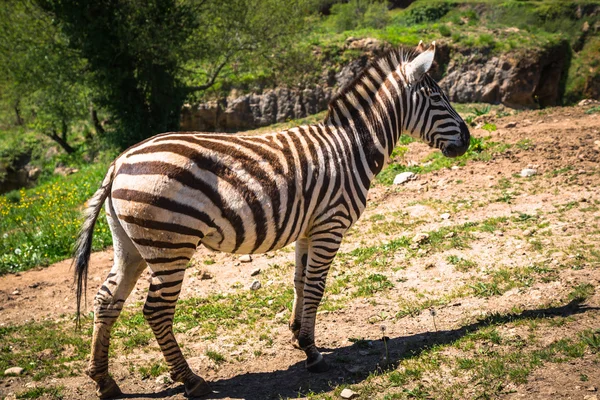 Зебра на лугу в Африке, Национальный парк Кении — стоковое фото