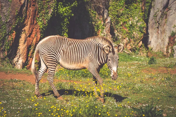 Grevy 's Zebra, национальный парк самбуру, Кения — стоковое фото