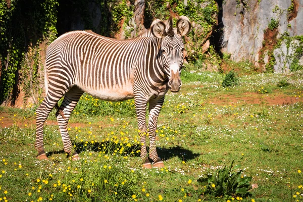 Grevy 's Zebra, национальный парк самбуру, Кения — стоковое фото