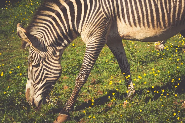 Grevy 's Zebra, национальный парк самбуру, Кения — стоковое фото