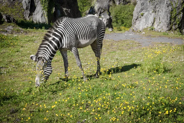 グレビーシマウマ、ケニア、サンブル国立公園 — ストック写真