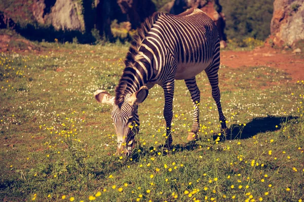 Zebra de Grevy, parque nacional de samburu, Quênia — Fotografia de Stock