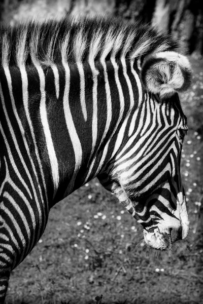 Красивая африканская зебра в его природной среде — стоковое фото
