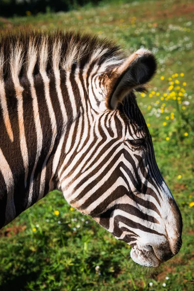 Grevy 's Zebra, национальный парк самбуру, Кения — стоковое фото