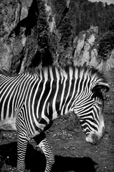 Grevy 's Zebra, национальный парк самбуру, Кения — стоковое фото