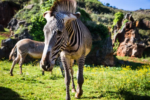 インペリアとも呼ばれるジューシーなのゼブラ (Equus grevyi) — ストック写真