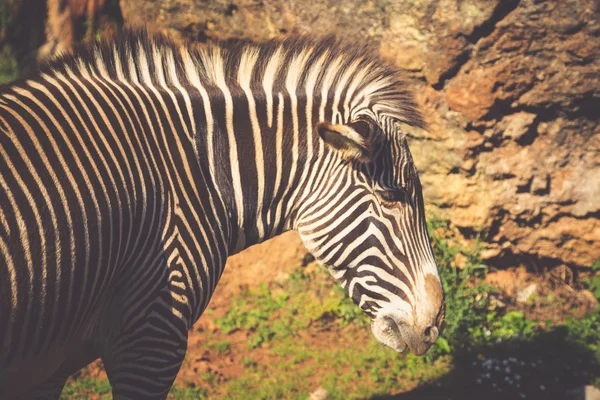 Grevy 's Zebra, национальный парк самбуру, Кения — стоковое фото