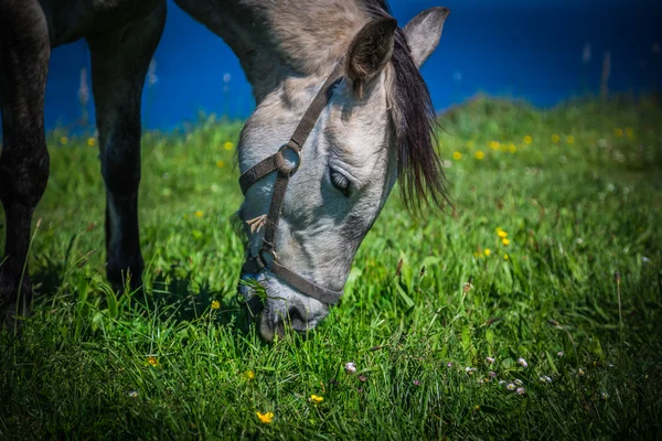 Beautiful light horse grazes on meadow by autumn — Stock Photo, Image