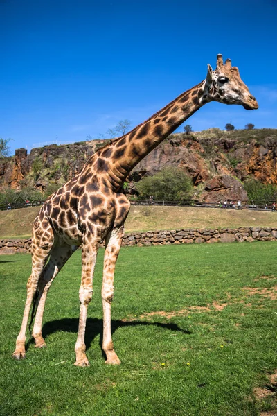 Girafas no parque zoológico de safári — Fotografia de Stock