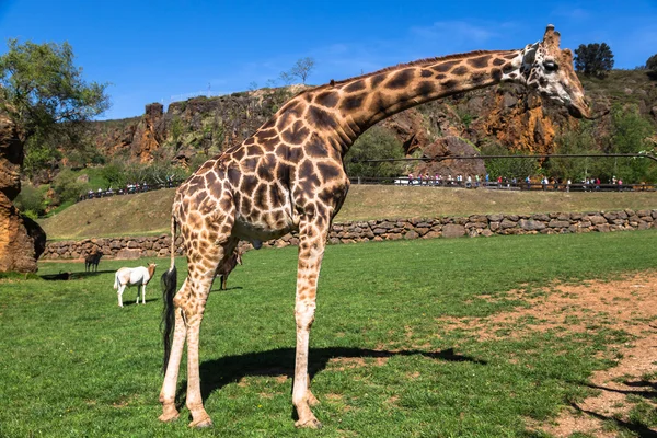 Girafas no parque zoológico de safári — Fotografia de Stock