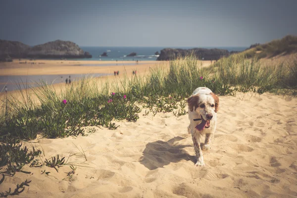 행복 berner 히스토리 개 야외에서 재생 하 고 모래에서 실행 lan — 스톡 사진