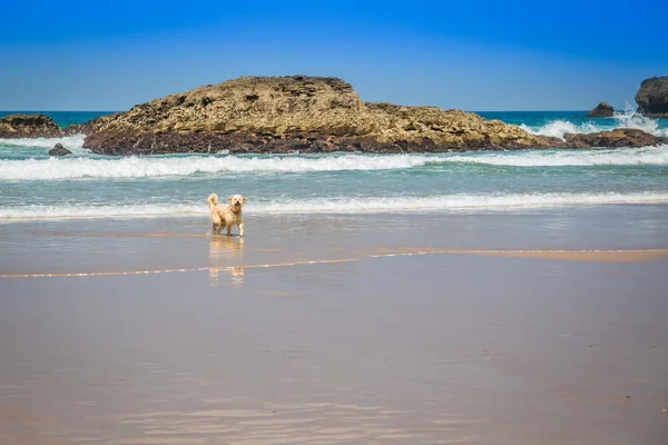 Glücklich berner sennen hund im freien spielen und laufen in düne lan — Stockfoto