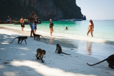 Phi Phi islandsi, Tayland, Thailand, Aralık 09, 2013:Monkey, maymun 