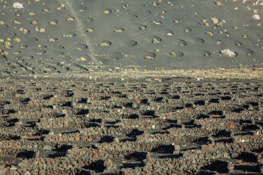 la geria, lanzarote, Kanarya Adaları, İspanya üzüm bağları.