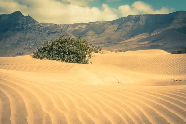 Sand dunes on Famara beach, Lanzarote — Stock Photo, Image