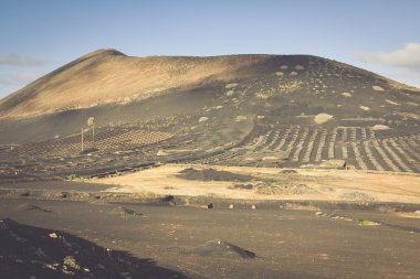 la geria, lanzarote, Kanarya Adaları, İspanya üzüm bağları.