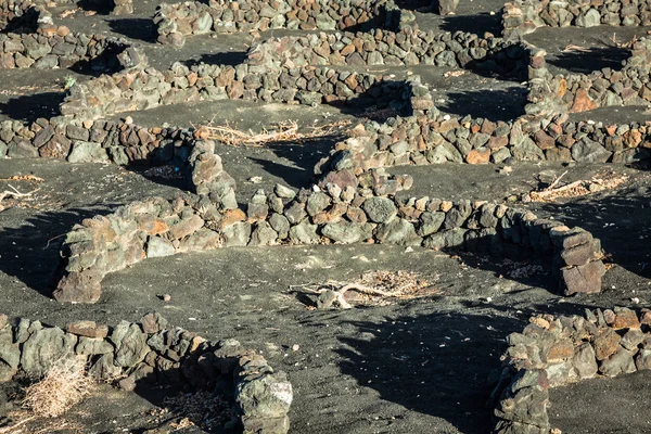 Vigneti a La Geria, Lanzarote, Isole Canarie, Spagna . — Foto Stock