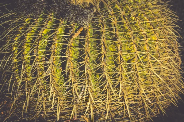 Round Succulent Plant Cactus Growing on a Stones Ground — Stock Photo, Image