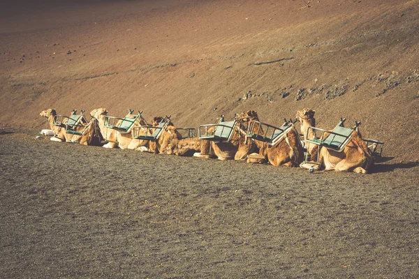 Caravan van kamelen in de woestijn op Lanzarote in de Canarische Islan — Stockfoto