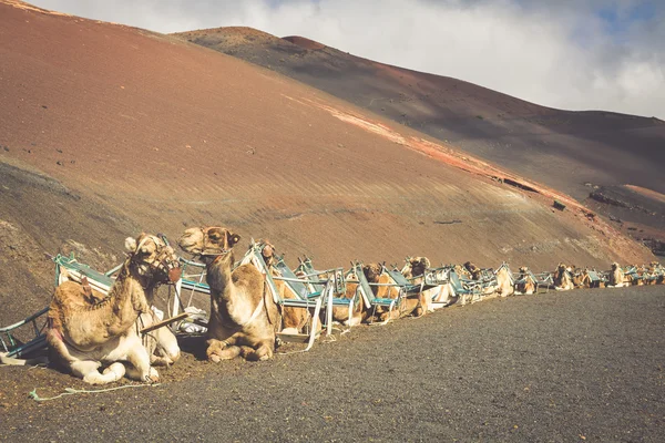 Lanzarote Canary Island, Çölde deve kervanı — Stok fotoğraf