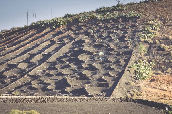 Kebun anggur di La Geria, Lanzarote, pulau kenari, Spanyol . — Stok Foto