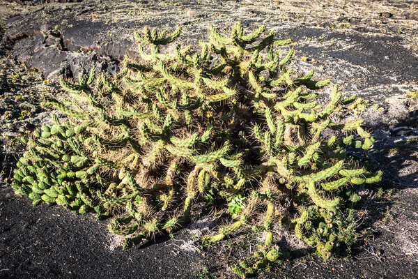 Olika kaktusar i växthuset. Trädgårdsarbete tema. — Stockfoto