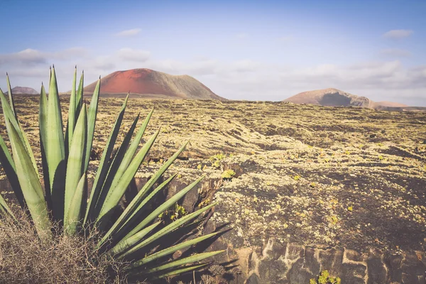 Timanfaya Milli Parkı lanzarote, Kanarya Adaları, İspanya — Stok fotoğraf