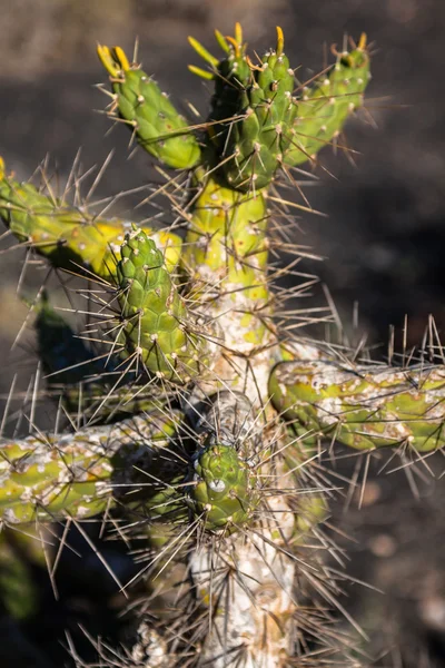 Diverse cactussen in de serre. Tuinieren thema. — Stockfoto