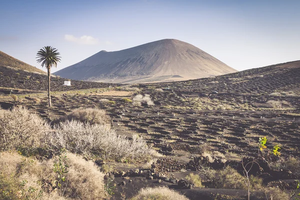Виноградник на черной вулканической почве в районе Ла Герия. Lanzarote.Cana — стоковое фото