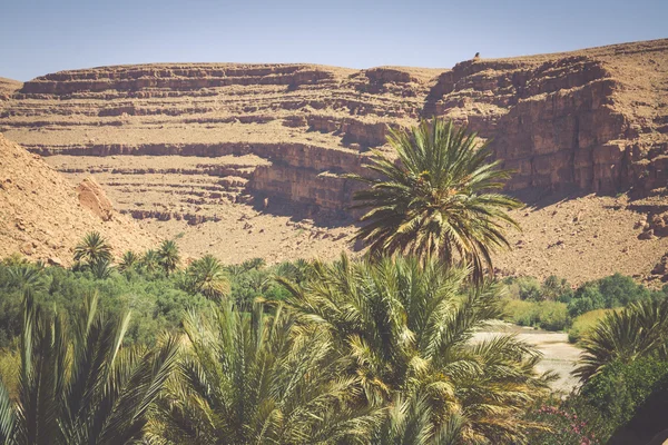 Breed uitzicht op de canyon en akkers en palmen in Errachidi — Stockfoto