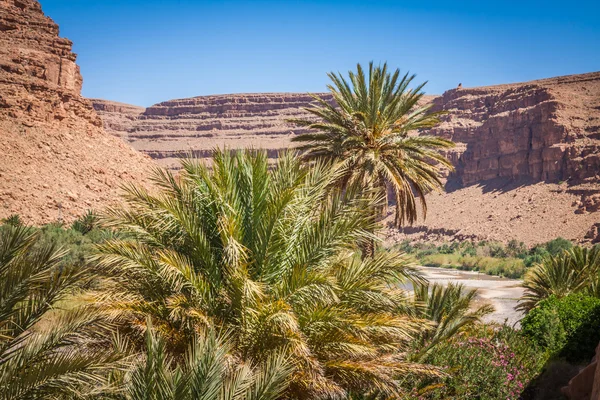 Amplia vista del cañón y campos cultivados y palmeras en Errachidi — Foto de Stock