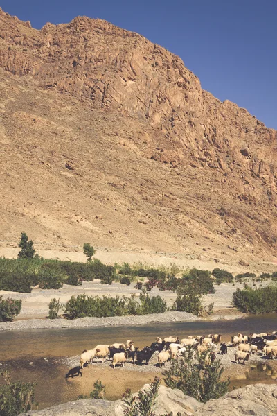Schapen in Marokko landschap — Stockfoto